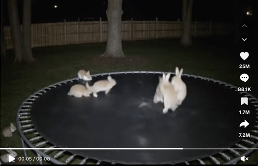 Bouncing rabbits on trampolines are AI-generated