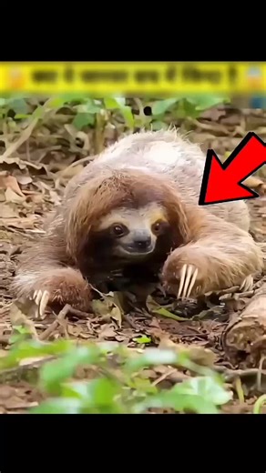 #Sloth · #SlothLife · #SlowMotion · #Nature · #Wildlife