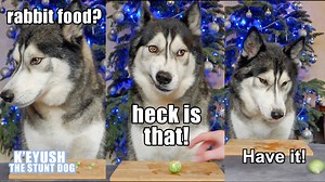 1.9M views · 28K reactions | The first time he tries a brussels sprout and he's so offended he throws it at me! | Keyush the Stunt Dog | Facebook