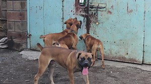 Large Dogs Playfully Interacting Near Rusty Door