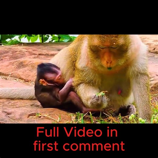 🍼 Baby Monkey Begs for More Milk, But Tired Mom Pushes Away Sadly | Cute Babies Monkey