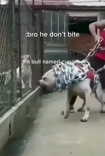 #fypシ #funnyvideo | pit bull