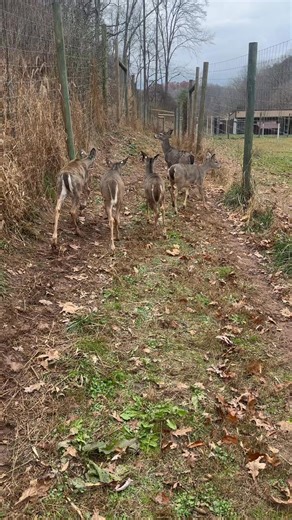 The fawns went through the facility for booster shots today. We separated the doe fawns after and place them in with the adult does and breeder buck. The doe fawns were just below 80lbs today so they have a good chance to hit that mark and come into heat in the next month and get bred. The buck fawns then went into a new pen to themselves. Everything went well so now the wait for hopefully a safe and successful breeding season to finish out the year. Then the winter haul comes as we wait for faw