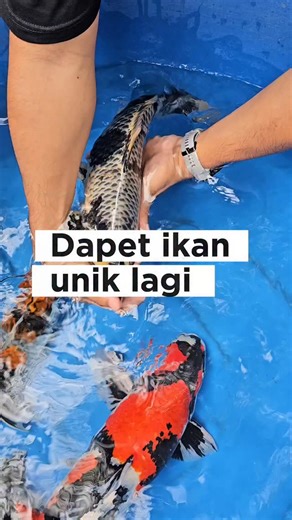 JAVA FRESH AQUATIC on Instagram