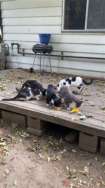 33K views · 2.9K reactions | Another look at the approx. 40 cats who...