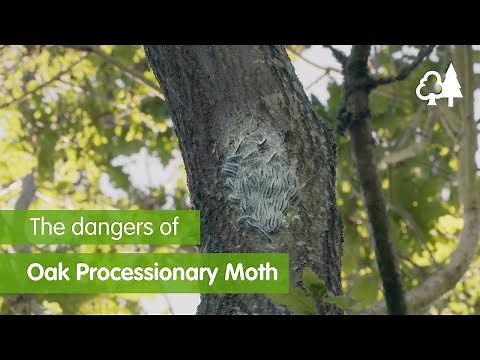 The Dangers Of Oak Processionary Moth