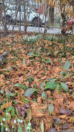 Blooming Snowdrops in December: Winter Garden