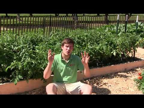 2 Simple & Organic Methods to Prevent, Kill, & Combat Blight on Tomatoes
