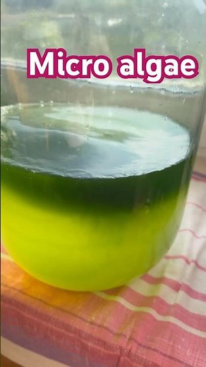 “Tetraselmis Just Formed a Living Cloud 🌿 Hypnotic Microalgae Bloom”