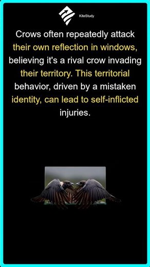 Crow Attacks Its Own Reflection?! | Weird Animal Facts