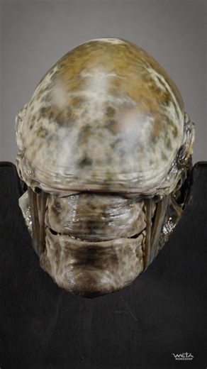 Take a closer look at the animatronic Xenomorph head we made for Alien: Earth as its mouth — and its mouth-within-a-mouth — test out their chompers. Alien: Earth, created by Noah Hawley, is streaming now on Hulu and Hulu on Disney Plus. | Wētā Workshop