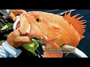 Fishing Alaska: Fresh & Saltwater Multi-Species: Rockfish, Salmon, Ling Cod, Halibut Charter Fishing