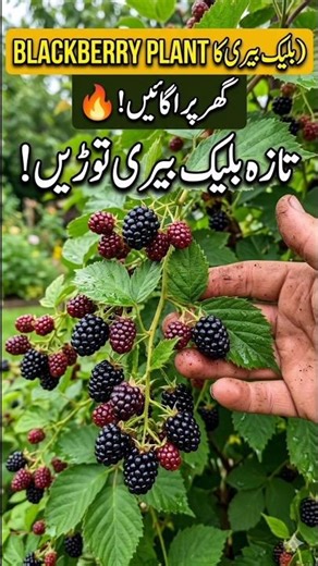 How to Grow blackberry Tree at Home | Easy Tips for Beginners 🌱 #blackberry #viral #shorts