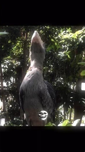 Scary birds sound ☠️🗿. [subscribe] #edit #scary #algorithms #algorithm