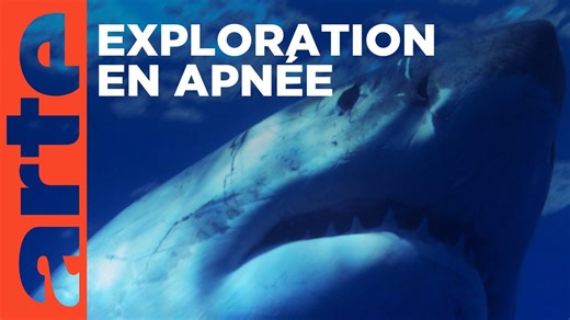Documentaire | Mystérieux monde marin : danse avec les poissons