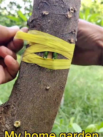 Grafting Techniques for Successful Tree Growth