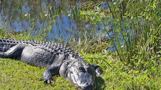 Guardians of the Everglades: The Epic Struggle to Preserve Florida’s Ecosystem