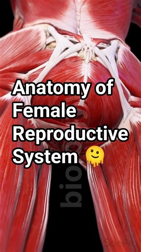 Understanding the Ovaries in the Female Body#biology