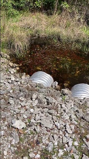 We ALMOST Caught It! Giant Alligator Disappears Into Pipe