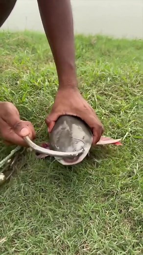 Amazing Fishing Video 🎣🐟 Fishing With Hook ~ Catching Catfish By Hook From Village Pond #fishing
