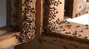 This Is What a Ladybug Home Invasion Looks Like