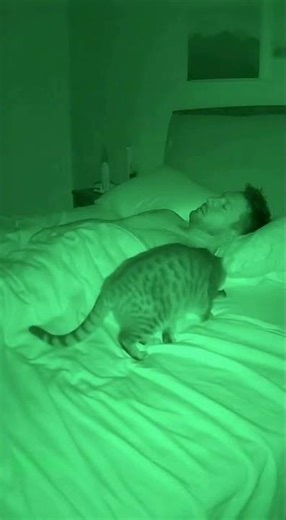 Cat Brings Live Mouse to Sleeping Owner 🐱🐭😱