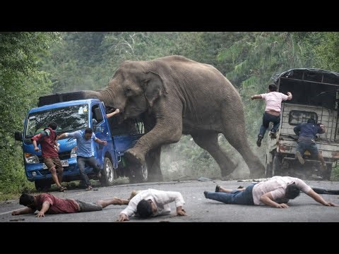 Angry Elephant Charges Truck | People Jump for Their Lives