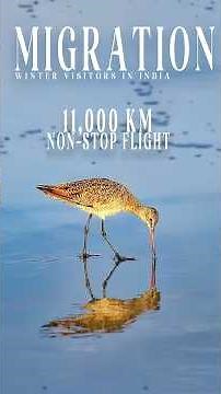 Migration Story: 11,000 km Non-Stop Flight #birds #wildlife #nature