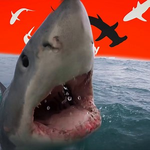 5.1K views · 54 reactions | Sit back, relax, and take a bite. #SharkWeek is now streaming on Discovery with Hulu + Live TV. 麗 | Hulu | Facebook