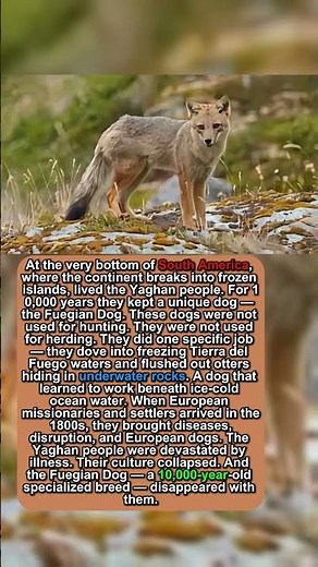The World's Most ISOLATED Dog Breed Lasted 10,000 Years — Then 100 Years Of Contact Killed It