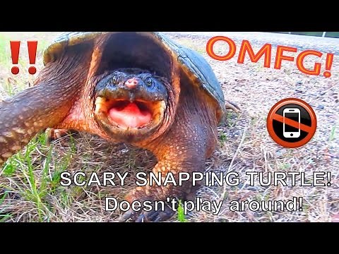 Scary Snapping Turtle Snaps My Camera!