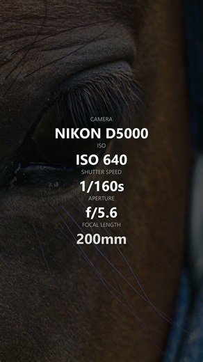 Horse Eye Detail 🐎 Nikon D5000 200mm Wildlife