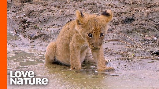 2.1M views · 69K reactions | Weak and injured, the 'misfit' lion cub struggles to keep up with the rest of his family. This is an extraordinary and moving story of love and betrayal, and what it means to be part of a family. 女❤️ | Love Nature | Facebook