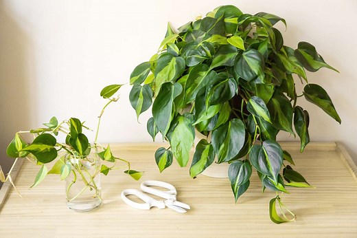 How to Propagate Philodendron