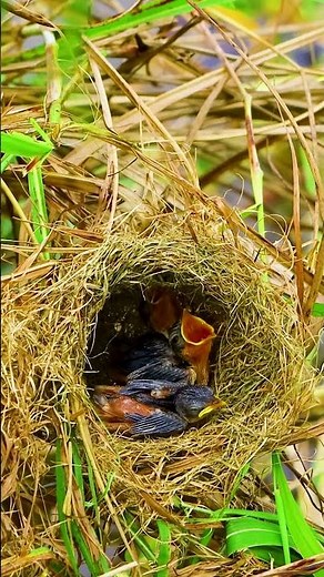Nice Video Mother Bird Feed Beautiful Baby In Nest🥰 Wildlife Bird 10166 #birdfeeding