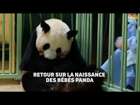 2 bébés panda sont nés au ZooParc de Beauval !