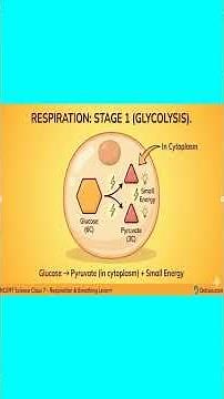 Breathing vs Respiration | Key Difference Explained in 60 Seconds | Science Made Easy | Quick Recap
