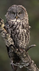 A Great Gray Owl in Canada #owl | Harry Collins Photography