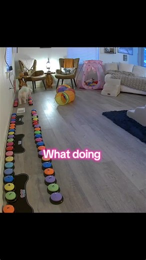 Understanding Dog Communication: Key Phrases Explained