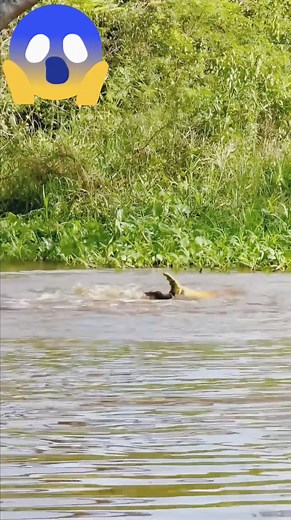 Jaguar hunting techniques.... #followersreelsfypシ゚viralシfypシ゚vir #fbyシvideo #short #followersreelsfypシ゚viralシfypシ゚vira #nature #jaguar @ [3606138396359734:49210:@highlight] | Laltu Ghosh