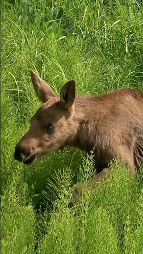 Guess what a BABY MOOSE sounds like