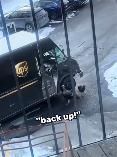 Delivery Guy vs. Angry Turkeys: Hilarious Chase
