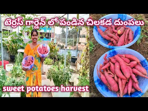 టెర్రస్ గార్డెన్ లో పండిన చిలకడ దుంపలు |Sweet Potatoes harvest ‪@homemakerstrategy‬