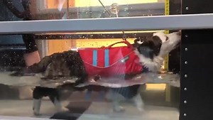 Sneak peek of Moody's next big pupdate! The news is good, check back here in a few hours. | The Daily Corgi