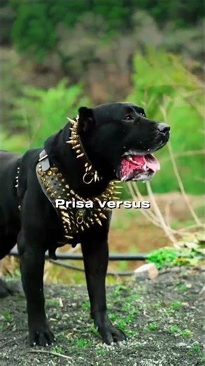 Nature's Most Lethal Dogs vs Their Deadliest Threats