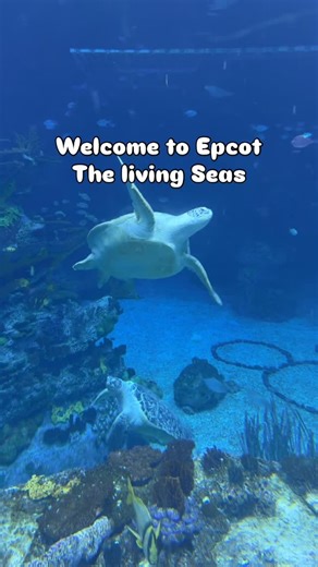 Kim Kolean, Travel Advisor with Joyful Journeys Travel LLC on Instagram: "#kimkoleanjoyfuljourneystravelllc #thelivingseaswithnemoandfriends"