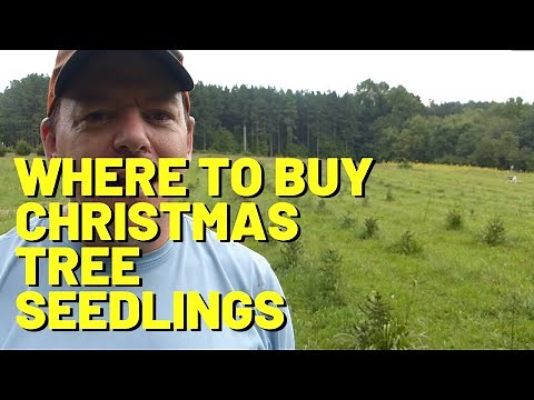 #170 Where To Buy Christmas Tree Seedlings | How Much Do Seedlings Cost?