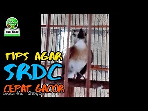 AKIBAT GENJOT EF Sikatan Rimba Dada Coklat CEPAT GACOR