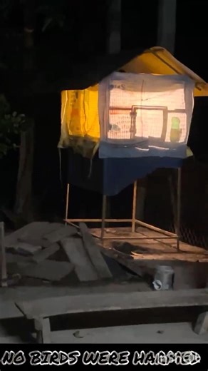 🐜 எறும்பு பிரச்சனை Brooder Setupல்! | Country Chicken Farm Update | Hatching Safety Tips