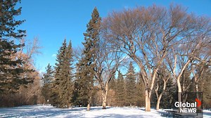 1.4K views · 24 reactions | Hawrelak Park will soon be completely closed for major renovations. In a recent project update, the city said to prepare the site, more than 200 trees need to be removed. Nicole Stillger explains why. | Global Edmonton | Facebook